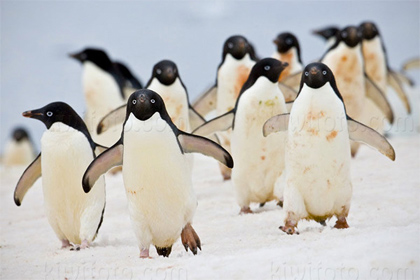 Adelie Penguins, Antarctica