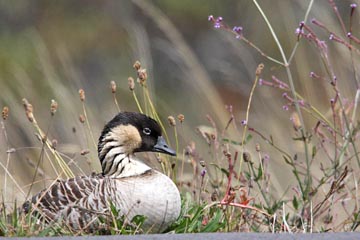 Hawaiian Goose, Hawaii