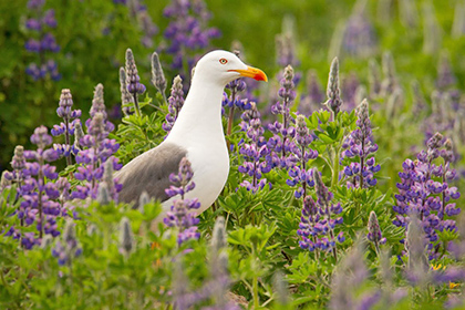 Lesser Black-backed Gull, Iceland