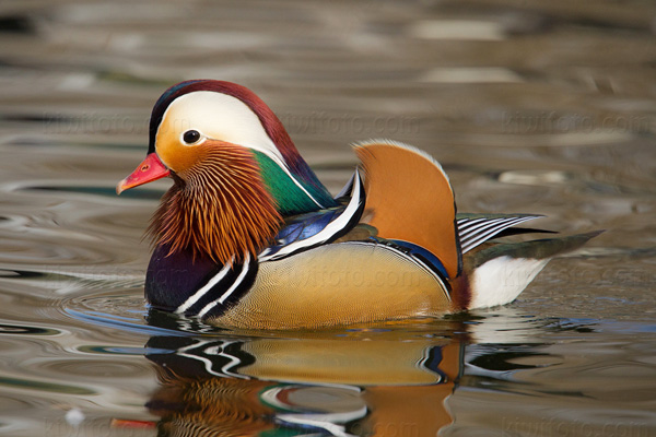 Mandarin Duck, China