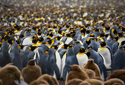 King Penguins, South Georgia Island, Antarctica