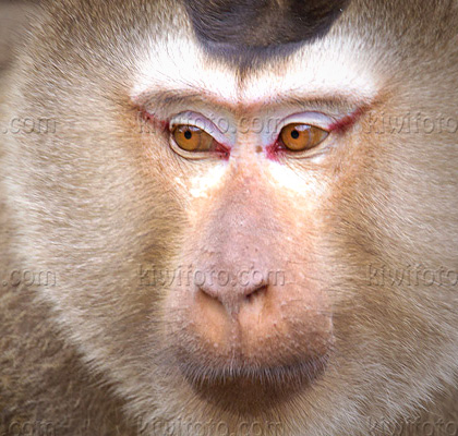 Crab-eating Macaque, Thailand